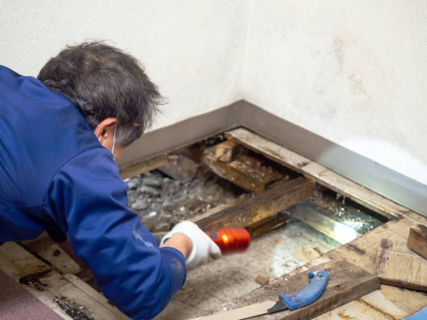 Best Professional Mold Removal  in Lipatria, CA