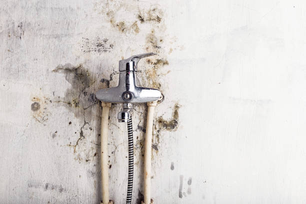 Best Emergency Mold Removal  in Lipatria, CA