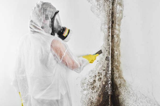 Best Local Mold Removal Service  in Lipatria, CA