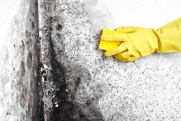 Best Office Mold Removal Services  in Lipatria, CA