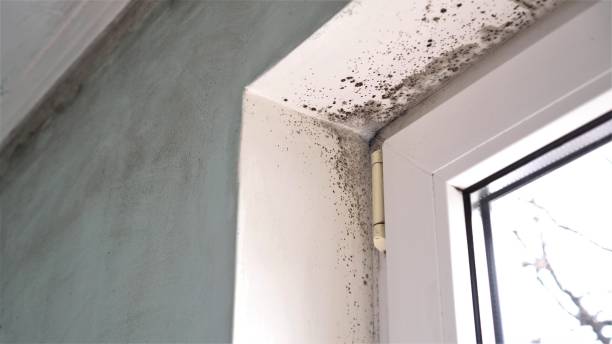 Best Black Mold Removal  in Lipatria, CA