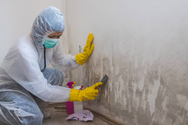 Best Attic Mold Removal  in Lipatria, CA