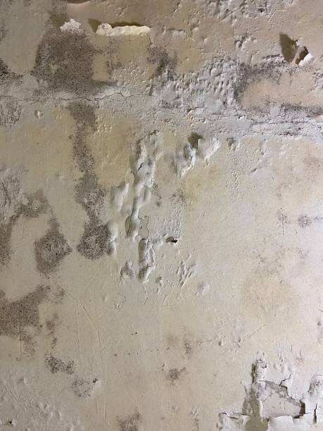Best Mold Testing  in Lipatria, CA