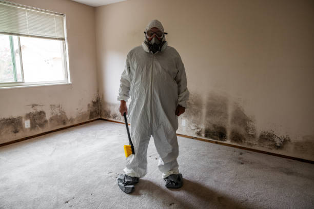 Best Toxic Mold Removal  in Lipatria, CA