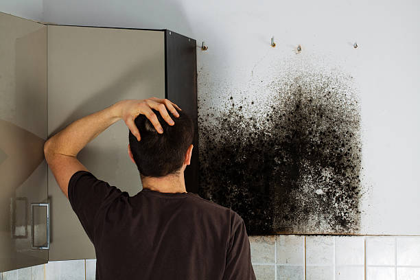 Best Fast Mold Removal  in Lipatria, CA