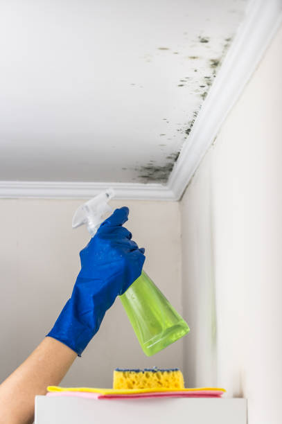 Best Water Damage Restoration  in Lipatria, CA